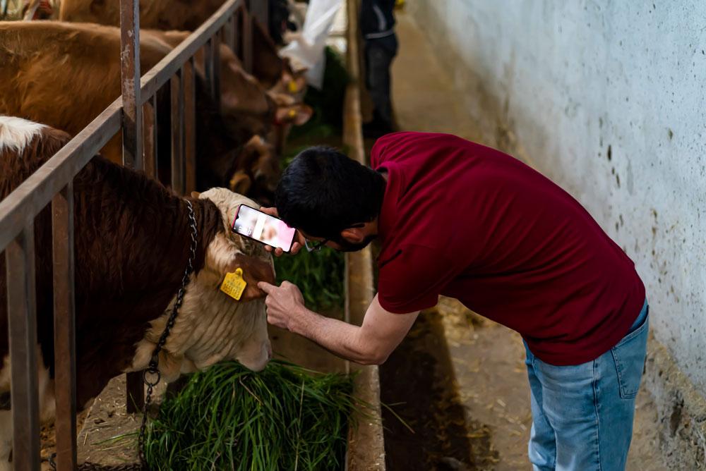 Man checking identification of cow with smartphone